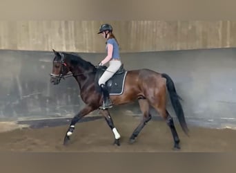 Hannover, Castrone, 4 Anni, 175 cm, Baio scuro