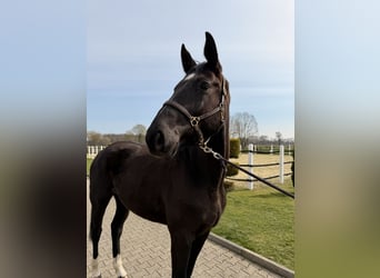 Hannover, Castrone, 4 Anni, 175 cm, Morello