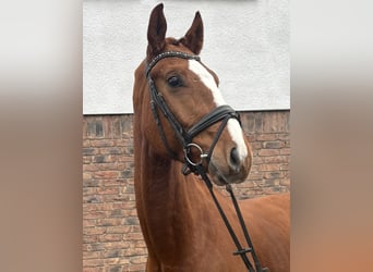 Hannover, Castrone, 4 Anni, 175 cm, Sauro