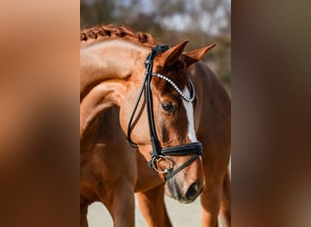 Hannover, Castrone, 4 Anni, 175 cm, Sauro