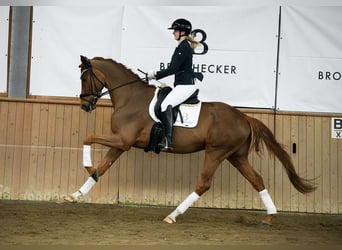 Hannover, Castrone, 4 Anni, 175 cm, Sauro