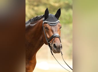 Hannover, Castrone, 4 Anni, 176 cm, Baio