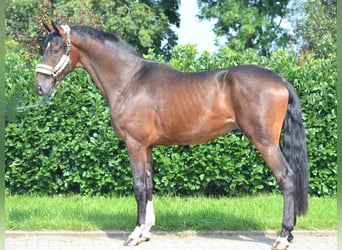 Hannover, Castrone, 4 Anni, 176 cm, Baio