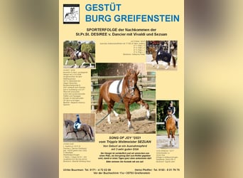 Hannover, Castrone, 4 Anni, 176 cm, Sauro