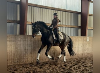 Hannover, Castrone, 4 Anni, 177 cm, Baio scuro
