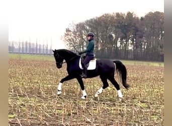 Hannover, Castrone, 4 Anni, 177 cm, Morello