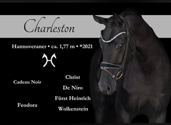 Hannover, Castrone, 4 Anni, 177 cm, Morello