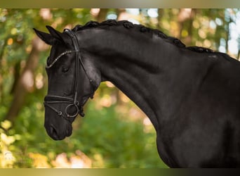 Hannover, Castrone, 4 Anni, 177 cm, Morello