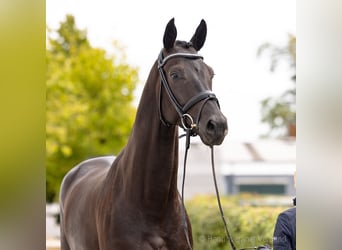 Hannover, Castrone, 4 Anni, 177 cm, Morello
