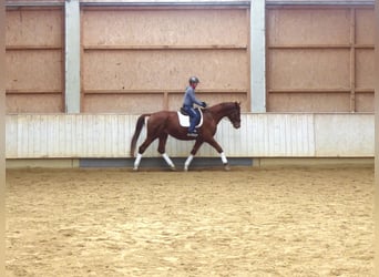 Hannover, Castrone, 4 Anni, 177 cm, Sauro