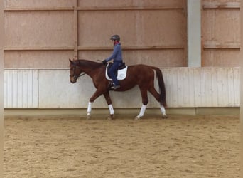 Hannover, Castrone, 4 Anni, 177 cm, Sauro