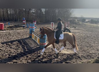 Hannover, Castrone, 4 Anni, 177 cm, Sauro