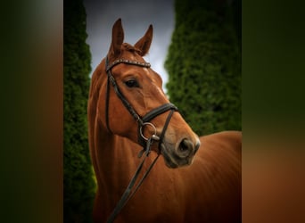 Hannover, Castrone, 4 Anni, 177 cm, Sauro