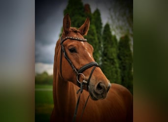 Hannover, Castrone, 4 Anni, 177 cm, Sauro