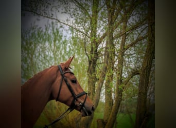 Hannover, Castrone, 4 Anni, 177 cm, Sauro