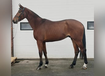 Hannover, Castrone, 4 Anni, 178 cm, Baio