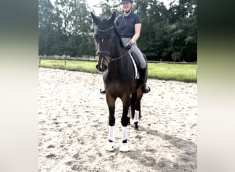 Hannover, Castrone, 4 Anni, 178 cm, Baio scuro