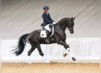 Hannover, Castrone, 4 Anni, 178 cm, Morello