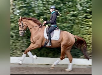 Hannover, Castrone, 4 Anni, 178 cm, Sauro
