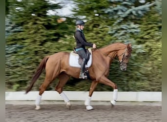 Hannover, Castrone, 4 Anni, 178 cm, Sauro