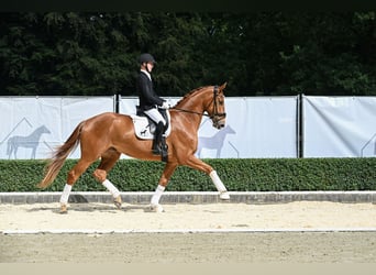 Hannover, Castrone, 4 Anni, 180 cm, Sauro