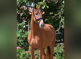 Hannover, Castrone, 4 Anni, 180 cm, Sauro