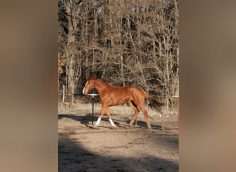Hannover, Castrone, 4 Anni, 180 cm, Sauro