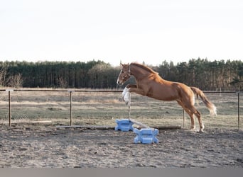 Hannover, Castrone, 4 Anni, 180 cm, Sauro