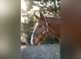 Hannover, Castrone, 4 Anni, 180 cm, Sauro