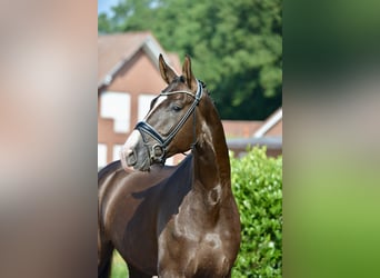 Hannover, Castrone, 4 Anni, 180 cm, Sauro scuro