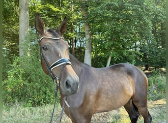 Hannover, Castrone, 4 Anni, 185 cm, Baio scuro