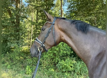 Hannover, Castrone, 4 Anni, 185 cm, Baio scuro