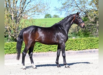 Hannover, Castrone, 4 Anni, Baio