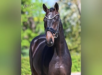 Hannover, Castrone, 4 Anni, Baio