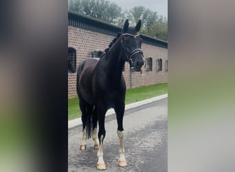 Hannover, Castrone, 4 Anni, Morello