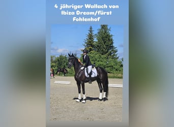 Hannover, Castrone, 4 Anni, Morello
