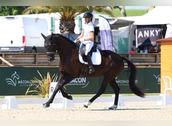 Hannover, Castrone, 4 Anni, Morello