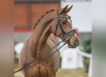 Hannover, Castrone, 4 Anni, Sauro