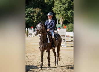 Hannover, Castrone, 5 Anni, 161 cm, Grigio