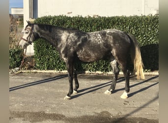 Hannover, Castrone, 5 Anni, 161 cm, Grigio