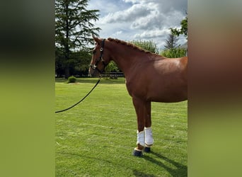 Hannover Mix, Castrone, 5 Anni, 161 cm, Sauro