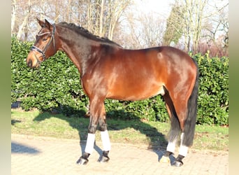 Hannover, Castrone, 5 Anni, 162 cm, Baio