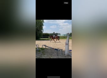 Hannover, Castrone, 5 Anni, 162 cm, Baio chiaro