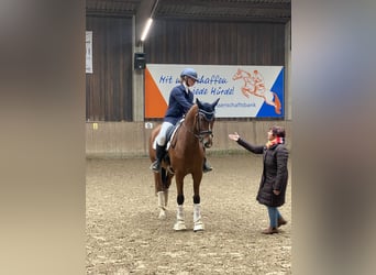 Hannover, Castrone, 5 Anni, 162 cm, Baio chiaro