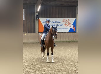 Hannover, Castrone, 5 Anni, 162 cm, Baio chiaro