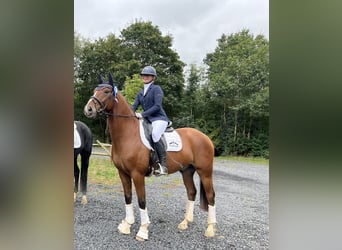 Hannover, Castrone, 5 Anni, 162 cm, Baio chiaro