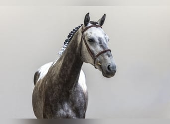 Hannover, Castrone, 5 Anni, 162 cm, Grigio