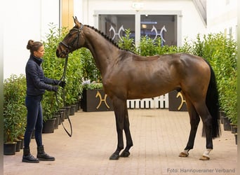 Hannover, Castrone, 5 Anni, 163 cm, Baio