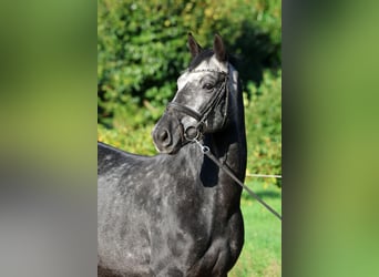 Hannover, Castrone, 5 Anni, 163 cm, Grigio