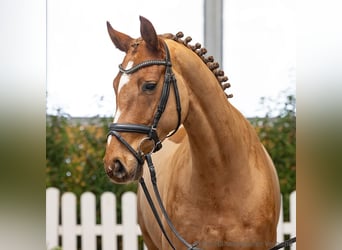 Hannover, Castrone, 5 Anni, 163 cm, Sauro